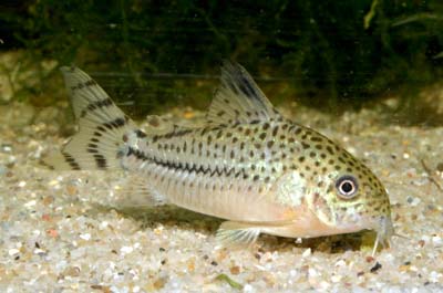 Corydoras sp. C120
